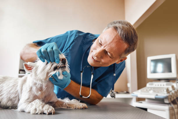Best 24-Hour Emergency Dental Care in Fairlawn, VA